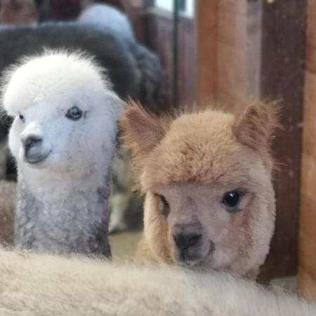B&B Canossalpaca Exterior photo